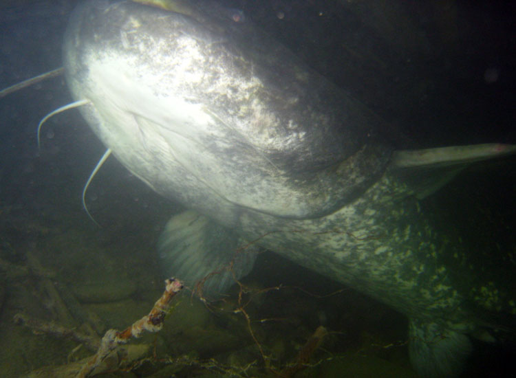 Una nuotata con i siluri Silurus glanis